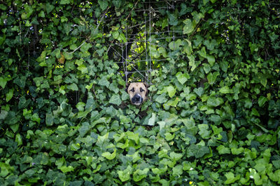 Dog looking through fence