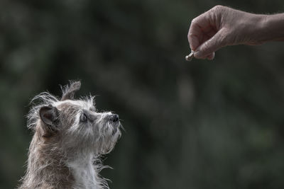 Cropped hand feeding dog outdoors