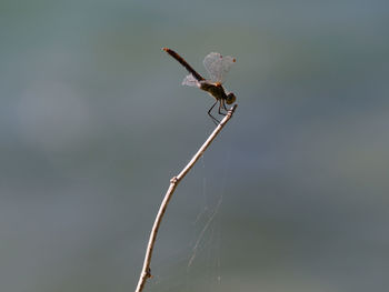 Close-up of insect on plant