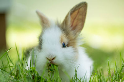 Close-up of rabbit on field