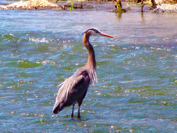 View of an animal in pond