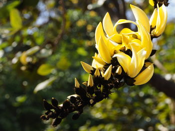 Close-up of yellow flowering plant