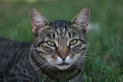 Close-up portrait of a cat