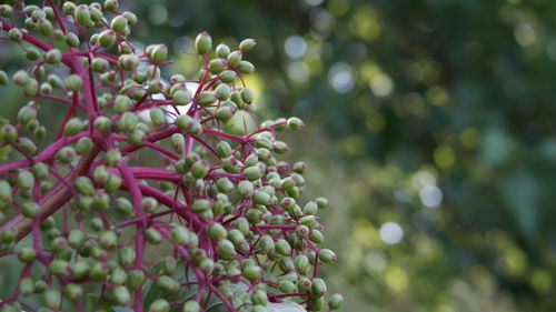 Close-up of berries growing on tree