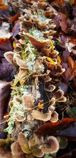 High angle view of dry leaves