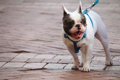 Close-up of french bulldog