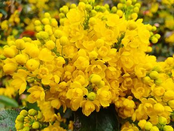 Close-up of yellow flowering plants in park