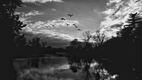 Bird flying over calm lake