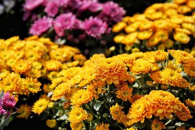 The yellow chrysanthemum flowers in the garden.