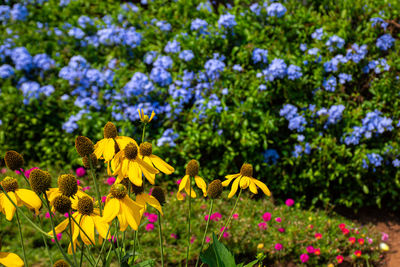 Close-up of yellow flowers on field