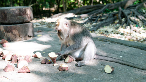 Monkey eating food