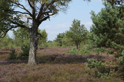 Trees on grassy field