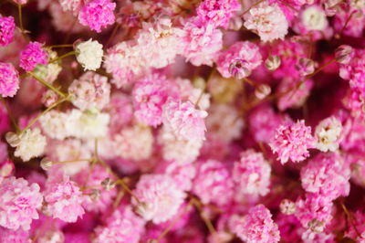 Close-up of pink cherry blossom