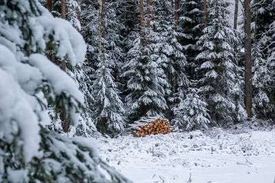 Snow covered trees in forest