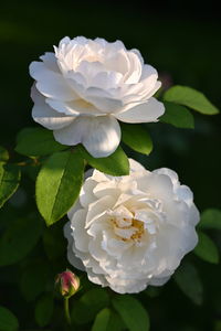 Close-up of white rose