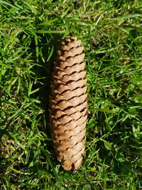 High angle view of pine cone on field