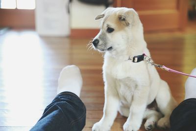 Low section of owner with dog on hardwood floor