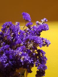 Close-up of purple flowering plants