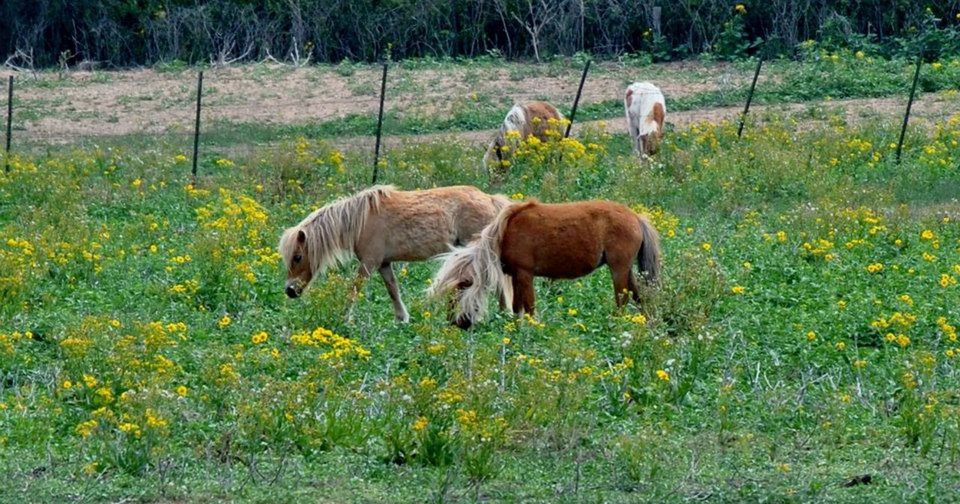 animal themes, grass, field, grazing, livestock, mammal, grassy, domestic animals, landscape, nature, green color, full length, standing, growth, animals in the wild, wildlife, pasture, rural scene, two animals, herbivorous