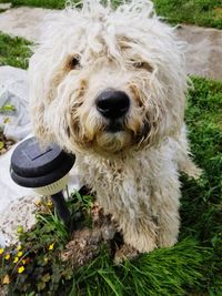 Close-up portrait of dog