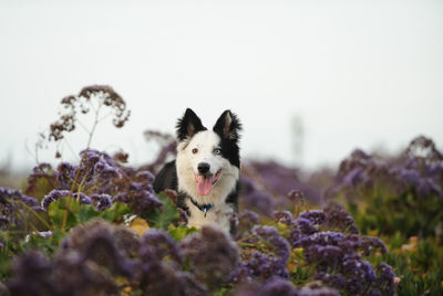 Close-up of dog on flowers against sky