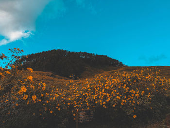 Scenic view of flowering plants on field against blue sky