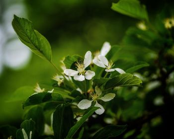 Close-up of white flowering plant