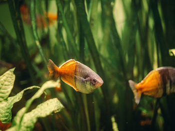 Close-up of fish swimming in sea