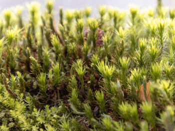 Close-up of plants growing on field