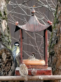 Bird perching on old building
