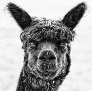 Close-up portrait of a alpaca