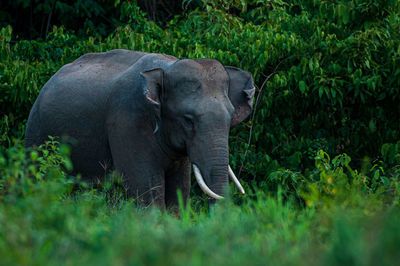 Elephant standing on field