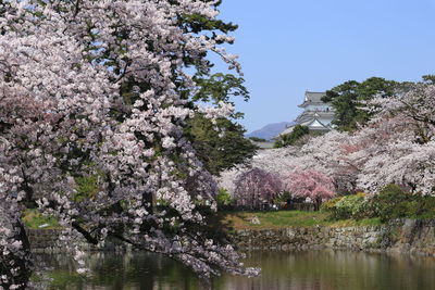 Cherry blossom tree against clear sky