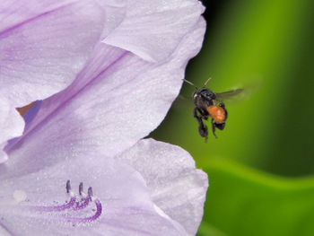 Close-up of bee on flower