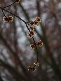 Close-up of cherry blossom on branch