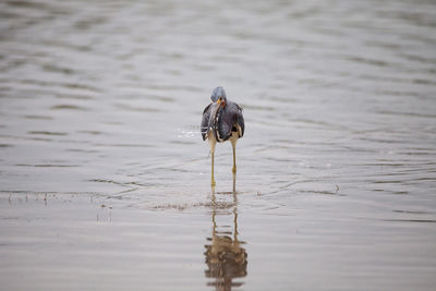 Tricolored heron egretta tricolor forages for fish in an estuary before tigertail beach 