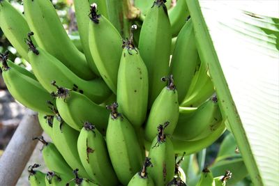 Close-up of fruits growing on plant