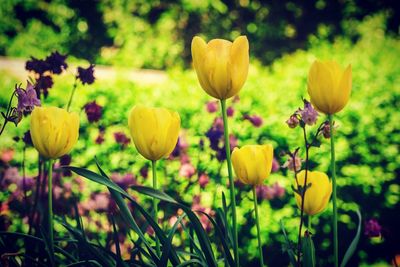 Close-up of yellow tulips growing on field