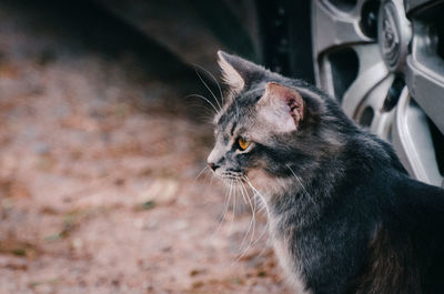 Close-up of cat