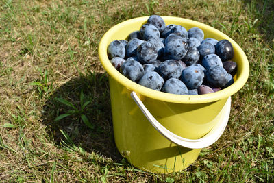 High angle view of fruits in container on field