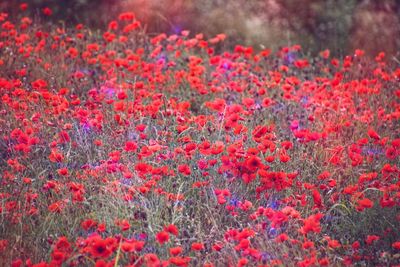 Close-up of red flowers on field