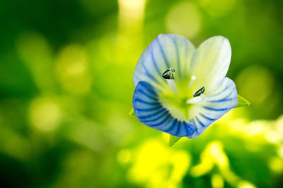 Close-up of purple flowering plant