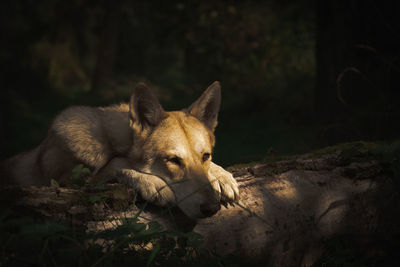Close-up of a dog resting on field