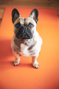 Portrait of dog at home