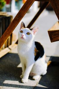 Portrait of cat sitting outdoors