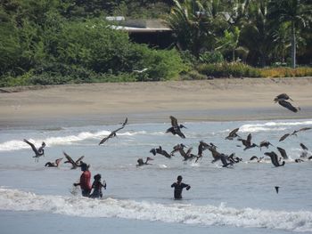 View of birds on beach