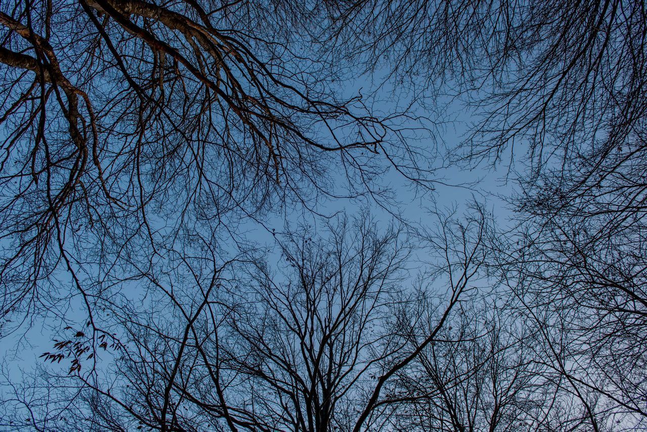 LOW ANGLE VIEW OF SILHOUETTE BARE TREE AGAINST SKY AT NIGHT