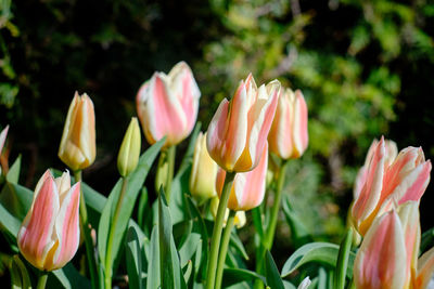 Close-up of pink tulips on field