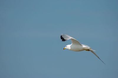 Low angle view of seagull flying in sky