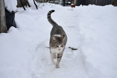 Cat on snow covered footpath